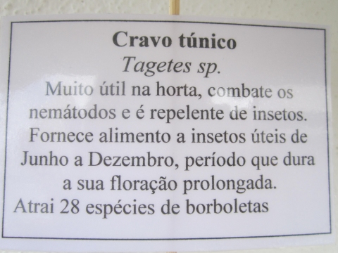 Placa de informação sobre os cravos túnicos.